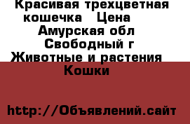 Красивая трехцветная кошечка › Цена ­ 1 - Амурская обл., Свободный г. Животные и растения » Кошки   